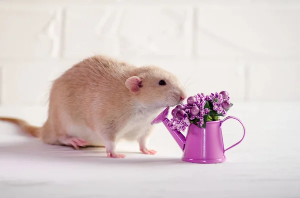 Dambo de rata marrón claro con orejas divertidas se sienta sobre fondo blanco con regadera, flores púrpuras, concepto para el día de la mujer — Foto de Stock