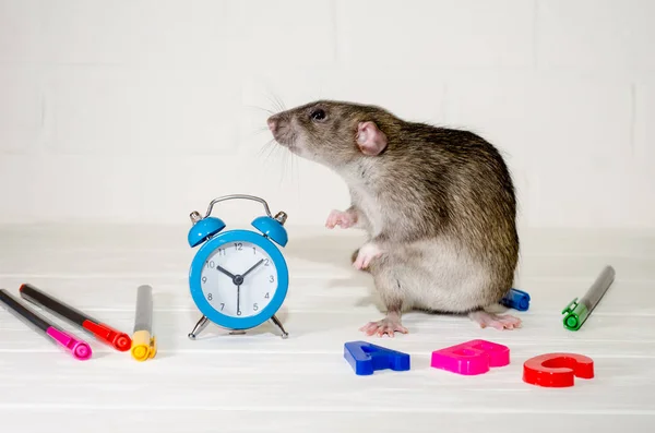 Rata gris sentada con reloj azul, letras, plumas de colores sobre fondo blanco. Concepto de educación, escuela, hora, mañana — Foto de Stock