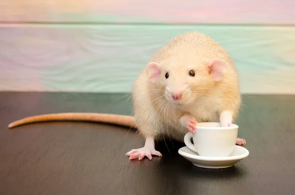 Rata blanca sentarse con una taza de té o café blanco sobre fondo negro. Concepto de mañana, desayuno, pausa para el café — Foto de Stock