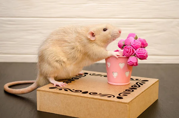 Rata blanca sobre soporte de madera con cubo presente de flores rosadas, sobre fondo de madera blanco y negro — Foto de Stock