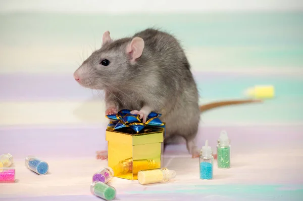 Grå söt rolig festlig råtta på en regnbåge bakgrund innehar en gyllene presentförpackning med en båge, koncept för ett gratulationskort — Stockfoto