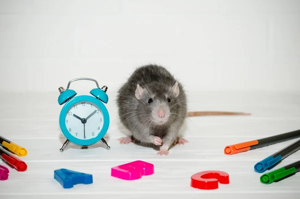 Rata gris sentada con reloj azul, letras abc, plumas de colores sobre fondo blanco. Concepto de educación, escuela, hora, mañana — Foto de Stock