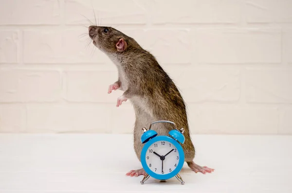 Rata gris sentada con reloj azul sobre fondo blanco y sorprendida. Concepto de tiempo, mañana, año nuevo con copyspace — Foto de Stock