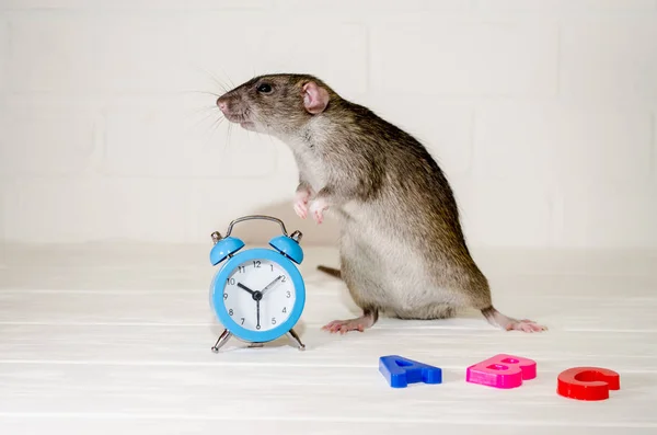 Gray rat sitting with blue alarm clock, letters abc on white background. Concept of education, school, time, morning
