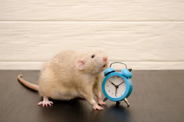 Rata blanca sentada con reloj despertador retro azul sobre fondo blanco y negro. Concepto de tiempo, mañana, año nuevo, copyspace — Foto de Stock