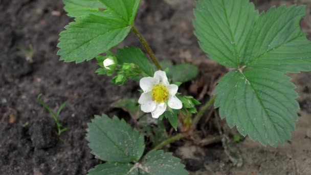 Giovane cespuglio di fragole con fiore bianco in terra bagnata, si muove nel vento, vista dall'alto — Video Stock