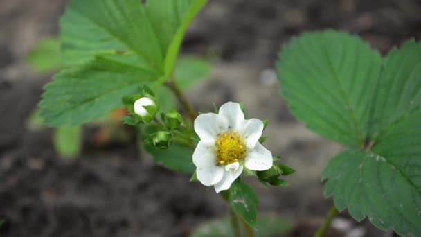 Jonge aardbeienstruik met witte bloem, vrouwelijke hand aanraken en tonen — Stockvideo