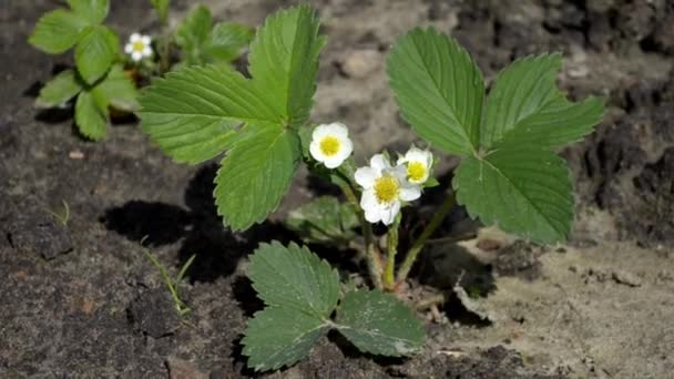 Young strawberry bush with three white flower, stirs in the wind and sunshine — Stock Video