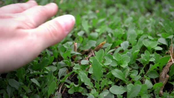 Young strains of tender arugula in garden in ground, woman holds them with hand — Stock Video