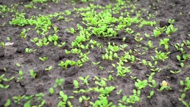 Jonge spruiten van sla planten op natte grond. Het beeld nadert.. — Stockvideo