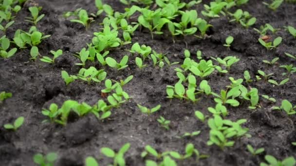 Young sprouts of lettuce plants on wet ground. The image is moving away — Stock Video