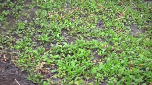 Молодые ростки рукколы на мокрой земле под каплями дождя — стоковое видео