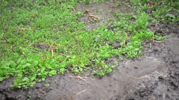 Young sprouts of arugula on wet ground under raindrops — Stock Video