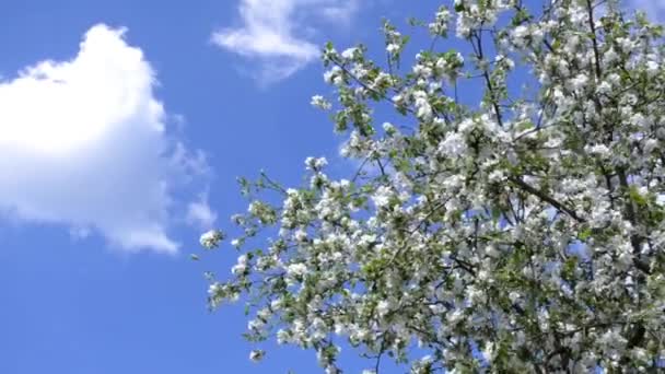 Blossoming apple tree in spring against blue sky, white cloud, bees fly around — Stock Video