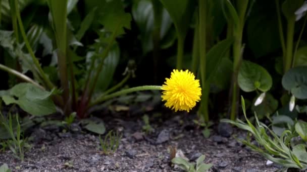 ดอกแดนดิไลอันสีเหลืองเศร้าลงมา แนวคิดของความเศร้า ขาดพลังงาน — วีดีโอสต็อก