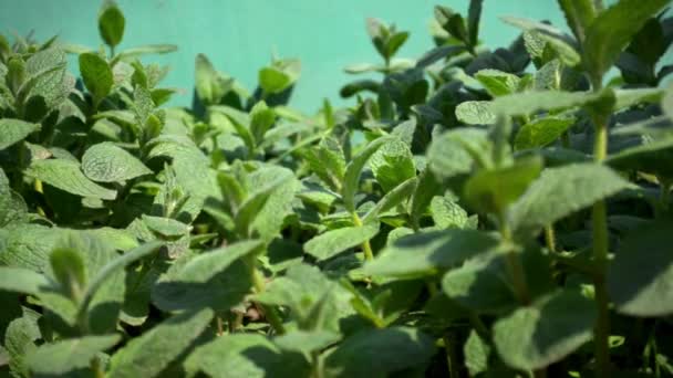 Bush of melissa or mint grows in garden, the leaves sway from the wind — Stock Video