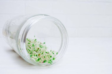 Young microgreen radish, sieve, lucerne sprouts lie in a transparent jar, macro shot on white background