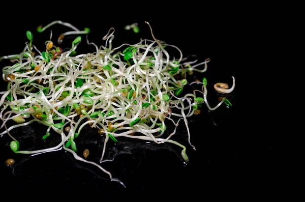Молодые микрозеленые ростки свежей редьки, люцерны, пажитника на черном фоне, макро вид сверху, копирайтинг — стоковое фото