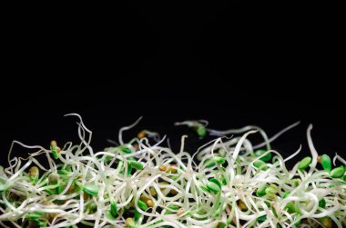 Young microgreen sprouts of fresh, radish, lucerne, fenugreek on black background, macro with copyspace
