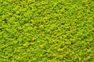 Ren geyiği yosunu duvarı, ren geyiği liginden yapılmış yeşil duvar süslemesi Cladonia rangiferina, iç modellemeler için kullanılabilir.