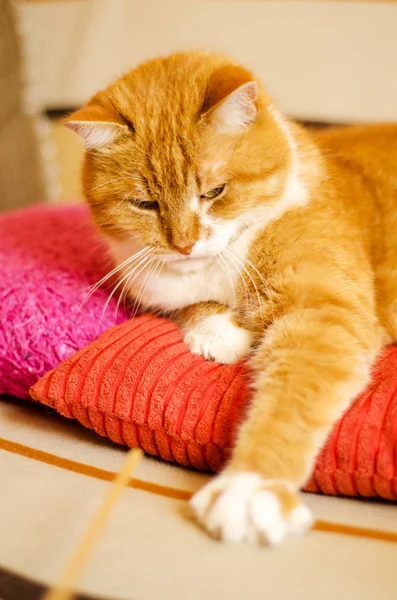 Portrait of serious ginger cat sitting on orange and pink pillows and playing with a stick, vertically oriented — Stock Photo, Image