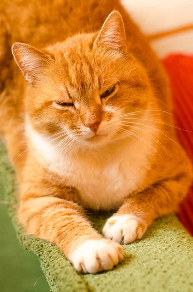 Bright Red Cat Sits Green Sofa Has Rest Having Folded — Stock Photo, Image