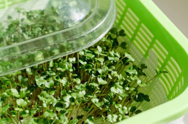 Beyaz arka planda, mikroyeşil, taze brokoli filizleri olan plastik bir kap.