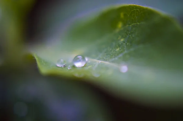 Water Droplets (Macro shot of water droplets on a leaf)