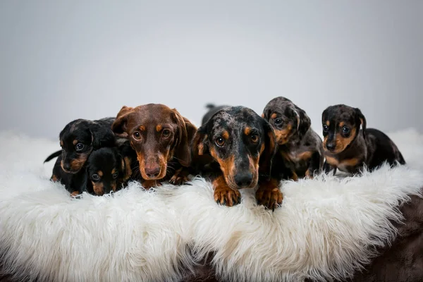 Köpek ve köpek yavruları stüdyoda beyaz arka planda yatıyor. Mermer dachshundlar ailesi.