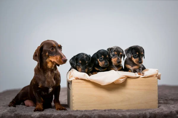 Anne kahverengi dachshund köpek yavrularının yanına oturur. Mermer köpek rengi. Kutudaki köpekler.