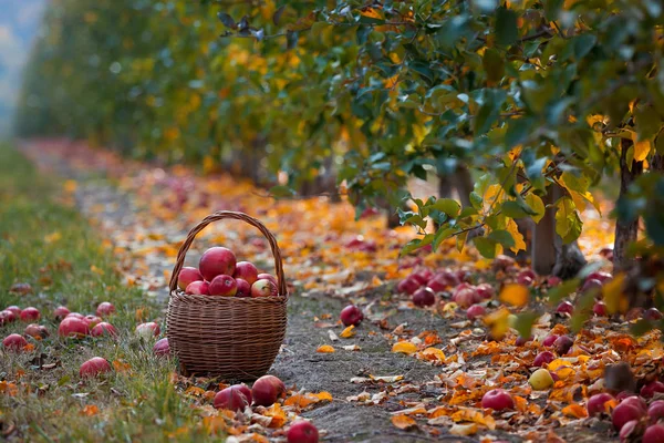 Otoño Jardín Apple Cesta Hay Manzanas Otoño —  Fotos de Stock