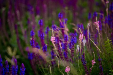 Lavanta yakın plan. Yaz. Dinlen. Lavanta tarlası..