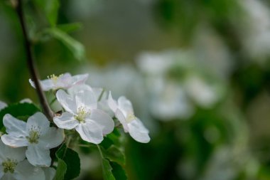 Baharda elma çiçeği. Ağaçta çiçekler açıyor, bahçe çiçekleri açıyor..