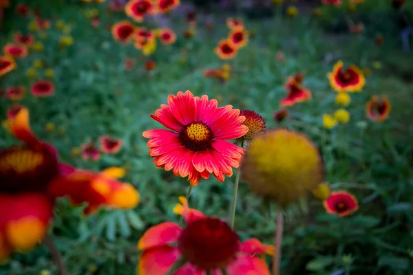 Schöne Rote Blume Rote Gänseblümchen Gergera — Stockfoto