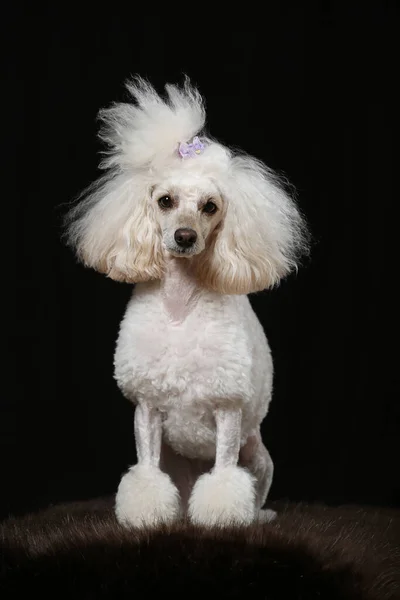 Beyaz kaniş siyah arka planda oturur. Eğitimli köpek. Tımarlama.