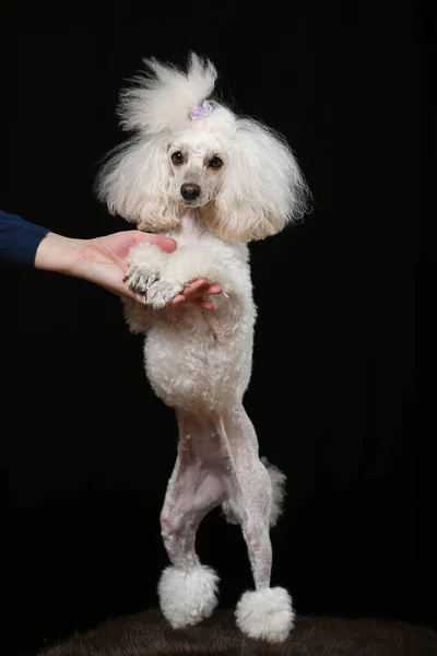 Caniche Branco Sobre Fundo Preto Lindo Cão Grooming — Fotografia de Stock