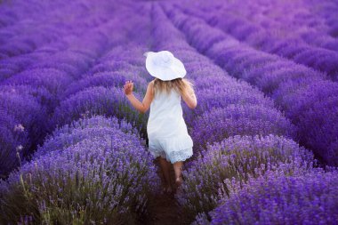 Kız lavanta tarlasında çalışıyor. Violet demeti lavanta. Mor lavanta tarlası. Köy. Kaynak.