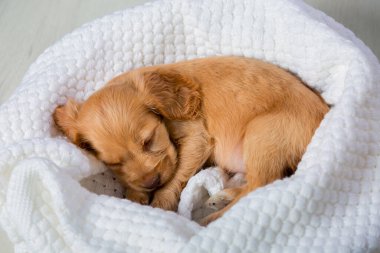 Türü kahverengi Spaniel. Dört ayaklı sadık bir aile dostu. Yumuşak evcil hayvan. Cocker Spaniel cinsinin küçük kahverengi köpeği tatlı tatlı uyuyor. Bir köpeğin hayatından komik anlar.