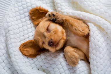 Cocker Spaniel cinsinin küçük kahverengi köpeği tatlı tatlı uyuyor. Yumuşak evcil hayvan. Bir köpeğin hayatından komik anlar. Tatlı Rüyalar.