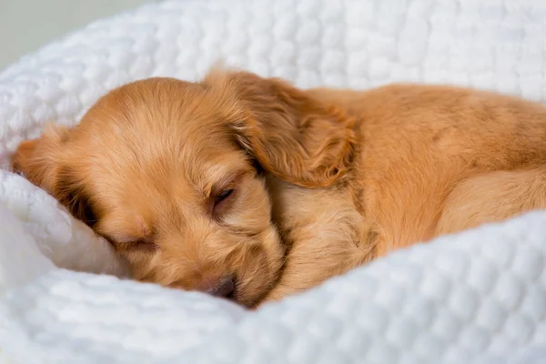 The dog is sleeping. Funny brown dog of Spaniel breed.