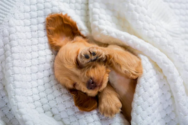 Cocker Spaniel cinsinin küçük kahverengi köpeği tatlı tatlı uyuyor. Yumuşak bir hayvan..