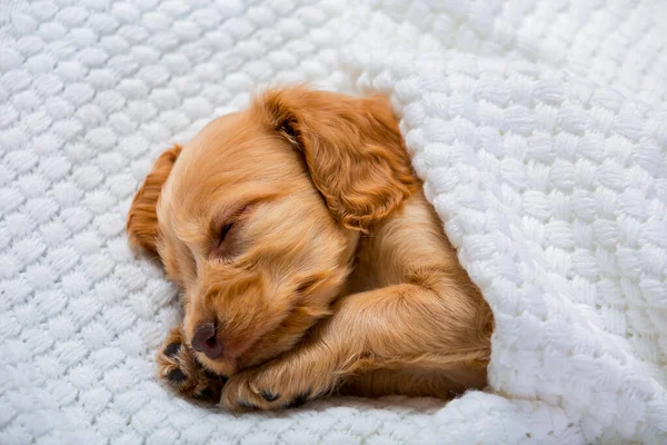 Yumuşak evcil hayvan. Türü kahverengi Spaniel. Cocker Spaniel cinsinin küçük kahverengi köpeği tatlı tatlı uyuyor..
