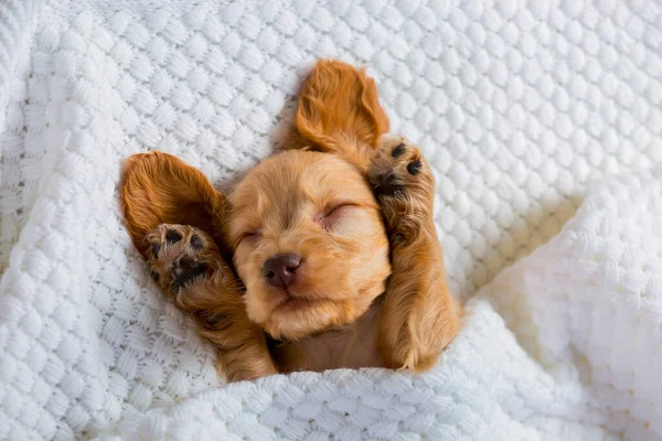 Cocker Spaniel cinsinin küçük kahverengi köpeği tatlı tatlı uyuyor. Yumuşak bir hayvan..