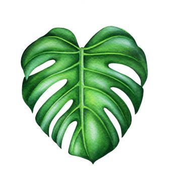 Monstera deliciosa yaprak yeşil. 