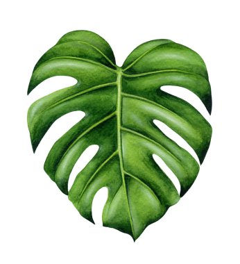 Yeşil monstera yaprak.