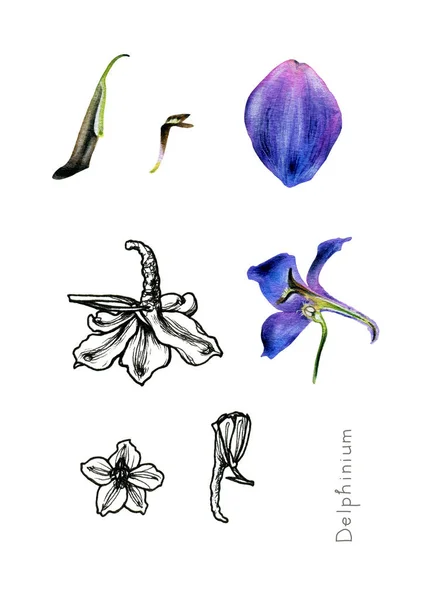 Květina delphinium. Zahradní rostlina. — Stock fotografie