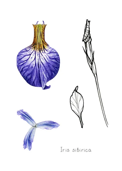 Sibirische Schwertlilie. Gartenblume. — Stockfoto