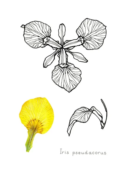Gelbe Iris. Gartenblume. — Stockfoto
