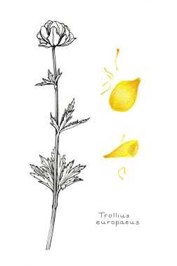 Dünya çiçek sarı yaprakları ile.