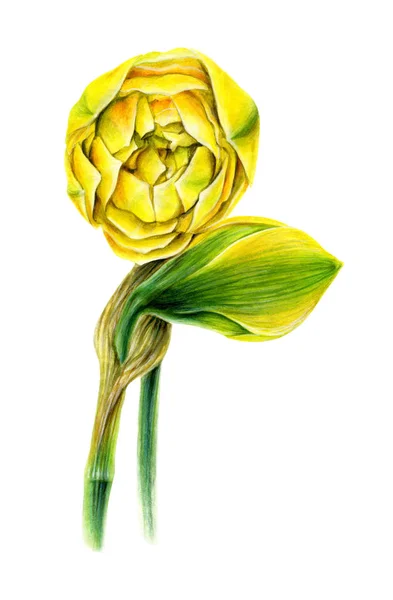 Žlutý Narcis. Jarní zahradní květina. — Stock fotografie
